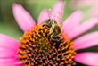 Louka pro včely - Trvalky pro včely 50g