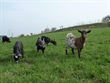 Travní směs Pastvina pro ovce a kozy odolná vůči sešlapání