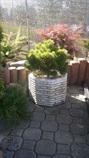 zahradní betonový květináč